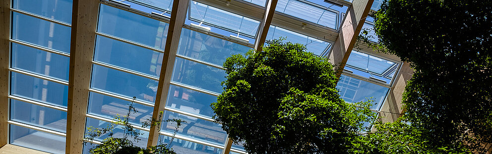 Innenansicht eines modernen Atriums mit Glasdach, Holzstruktur und üppigen grünen Bäumen bei blauem Himmel